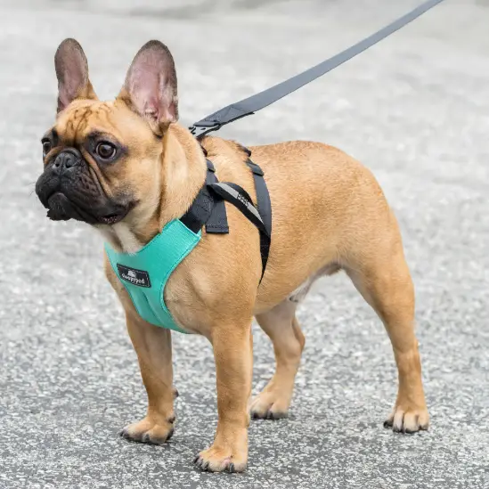 Arnés de seguridad para coche para perros